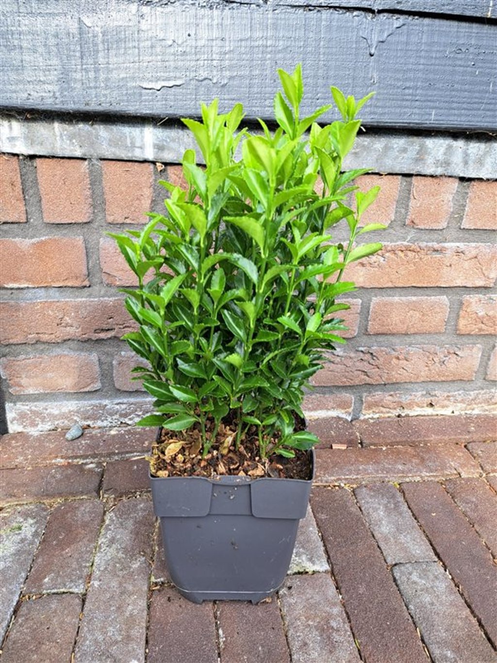 Euonymus jap. 'Green Spire' - P13